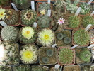 Kaktuszok 2010.jul.08 043