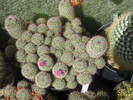 Mammillaria zeilmanniana