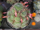 Rebutia