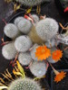 Rebutia muscula