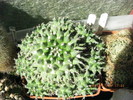 Mammillaria magnimamma