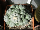 Lophophora williamsii v.caespitosa