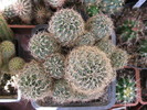 Sulcorebutia cardenasiana