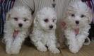 65895807_2-bichon-maltese-frisee-bolognese-si-havanez-Bucharest