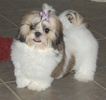 ShihTzu3