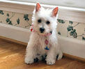 WestHighlandWhiteTerrier(Westie)WDT_AcD107