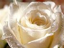 trandafir alb cu roua