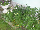 ...margarete pentru fete
