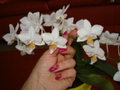 ORHIDEEA,INCA ARE FLORI.