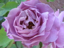 Trandafir Indigolleta 9 iul 2010 (2)
