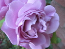 Trandafir Indigolleta 9 iul 2010 (3)