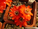 grandiflora (2)