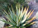 aloe_macroclada_quartzicola_1