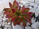 crassula_rubricaulis_11