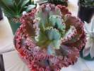 echeveria_mauna_loa_2