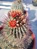 ferocactus_setispinus