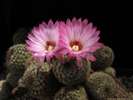 notocactus_roseiflorus_080512