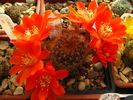 Rebutia sp.1 (1)