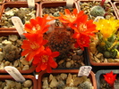 Rebutia sp.1 (2)