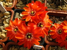 Rebutia sp.1 (3)