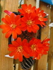 Rebutia sp.1 (5)