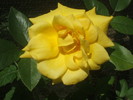 DSCF0600