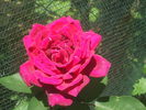 DSCF0601