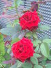 DSCF0602