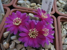 Sulcorebutia sp.4 (4)