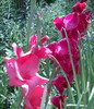 gladiole