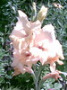 gladiole