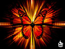 Butterfly-wallpaper-butterflies-604274_1024_768