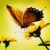 Butterfly-Avatars_53