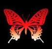 Butterfly-Avatars_293