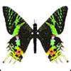Butterfly-Avatars_43