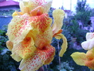DSC07389