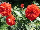DSC07317