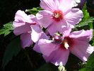 DSC07318