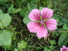 malope