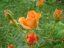 DSC07247