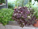 oxalis triangularis atropurpurea