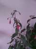 Fotografii-0042
