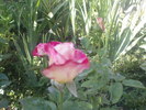 DOUBLE PERFUME