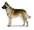 ciobanesc_belgian_malinois[1]