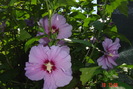 hibiscus de gradina