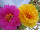 Portulaca 10 iul 2010 (2)