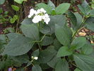 Hortenasia alba