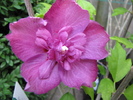 Hibiscus gr. Syriacus Purple Ruffles 10 iul 2010 (2)