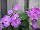 Impatiens mov 11 iul 2010