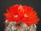 DSC09950